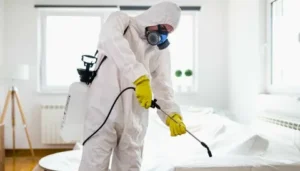 رش حشرات