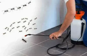 أفضل شركات مكافحة الصراصير المعتمدة في أبوظبي